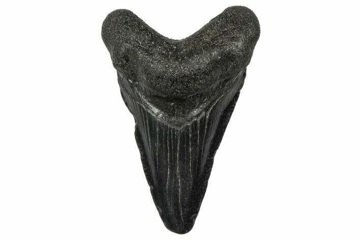 Juvenile Megalodon Tooth - South Carolina #340536